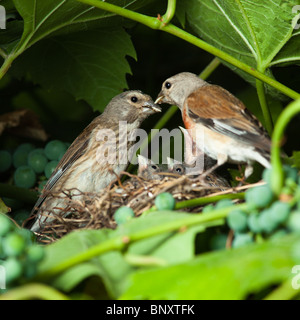 Le nid d'un (Acanthis cannabina Linnet Carduelis), avec des oiseaux de bébé dans la nature. Banque D'Images