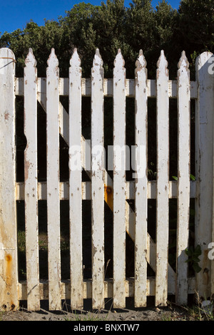 Vieille porte de jardin avec peeling peinture blanche dans une clôture Banque D'Images