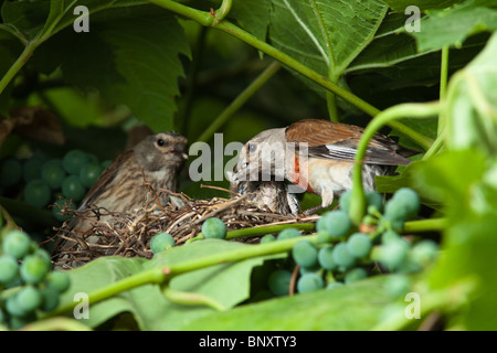 Le nid d'un (Acanthis cannabina Linnet Carduelis), avec des oiseaux de bébé dans la nature. Banque D'Images