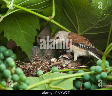 Le nid d'un (Acanthis cannabina Linnet Carduelis), avec des oiseaux de bébé dans la nature. Banque D'Images