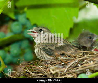 Le nid d'un (Acanthis cannabina Linnet Carduelis), avec des oiseaux de bébé dans la nature. Banque D'Images