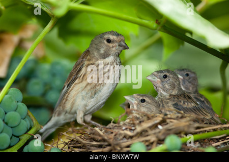 Le nid d'un (Acanthis cannabina Linnet Carduelis), avec des oiseaux de bébé dans la nature. Banque D'Images