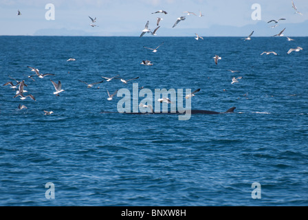 Le nord du Petit Rorqual (Balaenoptera acutorostrata) Baie Faxafloi, Reykjavik, Islande Banque D'Images