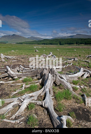 Vieil arbre racines à Moy Loch, Kinlochlaggan, sec en été les conditions de sécheresse. SCO6225 Banque D'Images