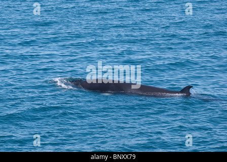 Le nord du Petit Rorqual (Balaenoptera acutorostrata) Baie Faxafloi, Reykjavik, Islande Banque D'Images