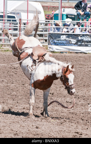 Saddle bronc horse après avoir jeté son cavalier, Rocky Mountain House Rodeo, Rocky Mountain House, Alberta, Canada Banque D'Images