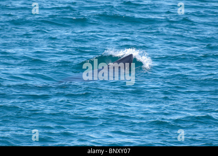 Le nord du Petit Rorqual (Balaenoptera acutorostrata) Baie Faxafloi, Reykjavik, Islande Banque D'Images