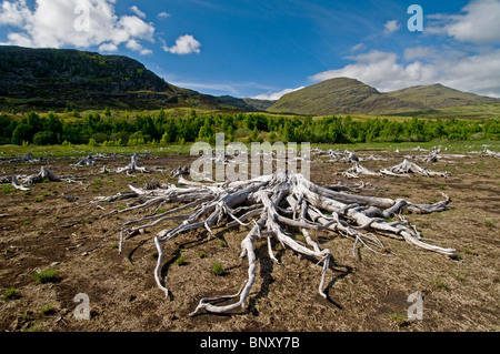 Vieil arbre racines à Moy Loch, Kinlochlaggan, sec en été les conditions de sécheresse. 6224 SCO Banque D'Images