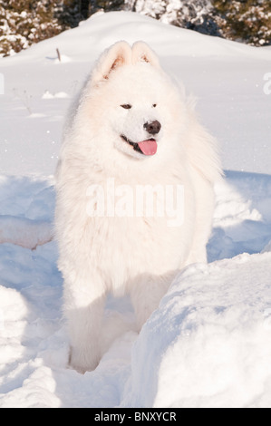 Chien samoyède, bjelkier, dans la neige Banque D'Images