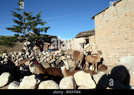 Les lamas (Lama glama) dans la cour de la maison de brique de boue adobe typique en communauté ou ayllu près de Macha, dans le nord de la région de Potosi, Bolivie Banque D'Images