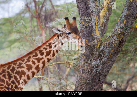 Girafe Masaï (Giraffa tippelskirchi) mangeant de l'acacia, centre du Kenya Banque D'Images