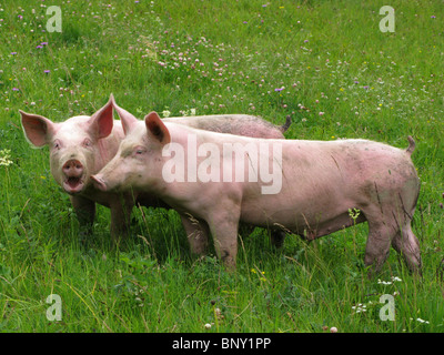 Les porcs, les porcs, les porcs à l'extérieur dans un champ, les porcs en liberté Banque D'Images