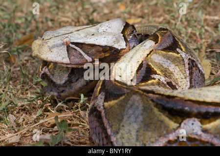 Vipère de Gaboon (Bitis gabonica) gros plan, ouest du Kenya Banque D'Images