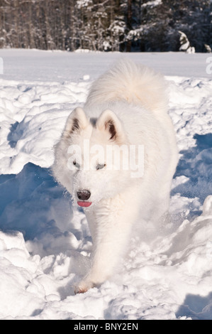 Chien samoyède, bjelkier, dans la neige Banque D'Images