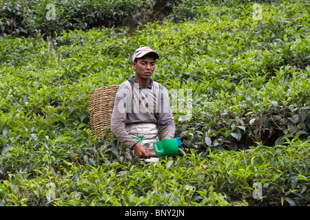 Plateau picker travaillant sur un domaine en Cameron Highlands, Malaisie. De plus en plus de thé à flanc de colline est cueilli à la main. Banque D'Images