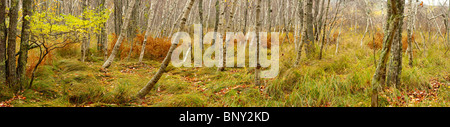 Arbres de bouleau à papier, Sieur de Monts, l'Acadia National Park, Maine, USA Banque D'Images