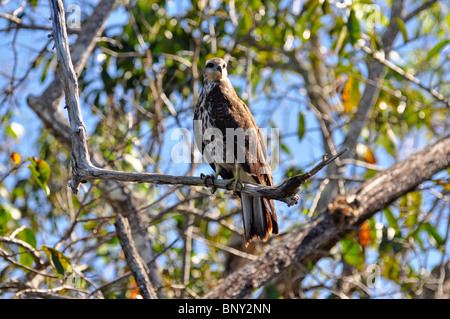 Milan des immatures - Rostrhamus sociabilis - La Tovara Refuge, Nayarit, Mexique Banque D'Images