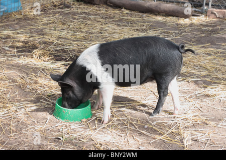 Manger de porc Banque D'Images