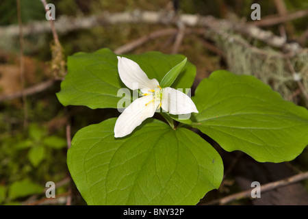 Service de l'Ouest Robin, Trillium ovatum. Une fleur sauvage trouvés sur le sol de la forêt dans le Pacifique Nord-Ouest des Etats-Unis et Canada Banque D'Images