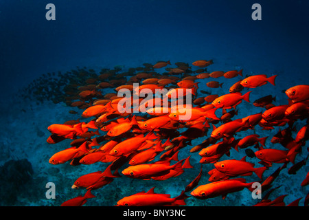 Un haut-fond (école) de vivaneaux rouges face à l'océan s'étendait en cours dans l'extrémité d'un image sur fond bleu Banque D'Images