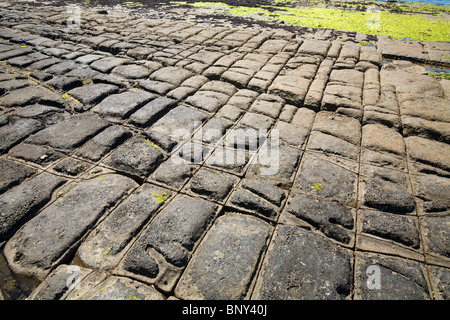 L'on Pavement - une formation rocheuse naturelle sur la péninsule de Tasman. La Tasmanie, Australie Banque D'Images