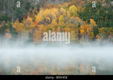 Brume matinale planant au-dessus de l'Étang du barrage de castors, l'Acadia National Park, Maine, USA Banque D'Images