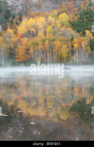 Brume matinale planant au-dessus de l'Étang du barrage de castors, l'Acadia National Park, Maine, USA Banque D'Images