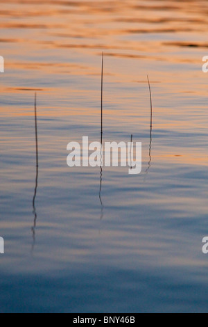 Roseaux au coucher du soleil, la Jordanie Pond, l'Acadia National Park, Maine, USA Banque D'Images