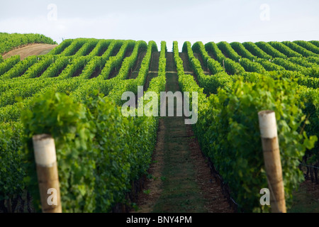 Vignoble dans la région de la rivière Pipers de renommée mondiale, dans le nord-est de la Tasmanie. Pipers River, Tasmanie, Australie Banque D'Images