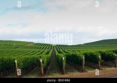 Vignoble dans la région de la rivière Pipers de renommée mondiale, dans le nord-est de la Tasmanie. Pipers River, Tasmanie, Australie Banque D'Images