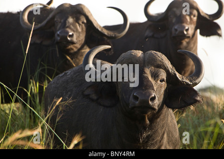 Buffle au Parc National de Kidepo Valley, en Ouganda, en Afrique de l'Est Banque D'Images