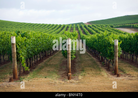 Vignoble dans la région de la rivière Pipers de renommée mondiale, dans le nord-est de la Tasmanie. Pipers River, Tasmanie, Australie Banque D'Images