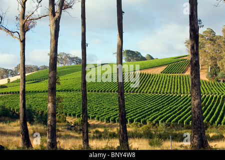 Vignoble dans la région de la rivière Pipers de renommée mondiale, dans le nord-est de la Tasmanie. Pipers River, Tasmanie, Australie Banque D'Images