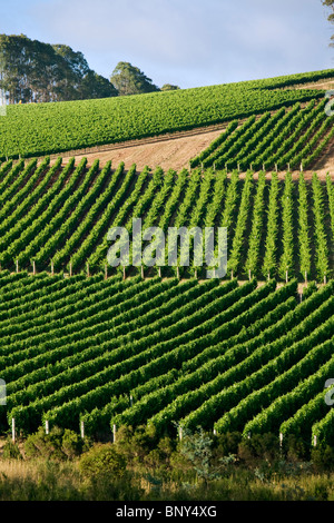 Vignoble dans la région de la rivière Pipers de renommée mondiale, dans le nord-est de la Tasmanie. Pipers River, Tasmanie, Australie Banque D'Images