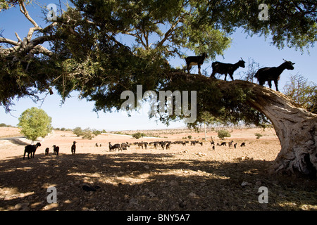 Maroc, Essaouira, chèvres debout dans les arbres d'argan (Argania spinosa) Banque D'Images