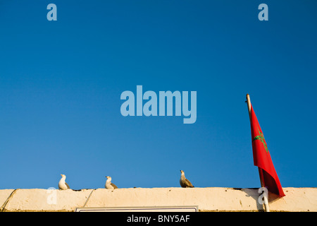 Mouettes perchées sur le toit du bâtiment à côté de drapeau marocain Banque D'Images