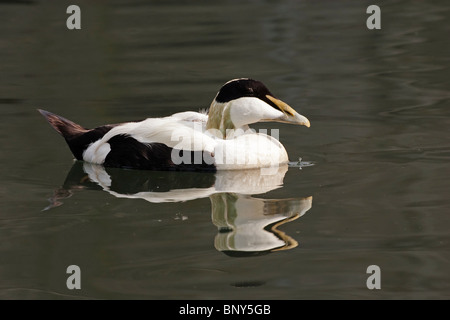 L'eider à duvet (Somateria mollissima) drake adultes nager en mer, Largs, Northumberland, Angleterre, Royaume-Uni, Europe Banque D'Images