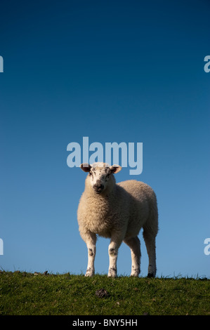 Mule agneau debout sur un mur de défense contre la mer, où il a été pâturage sur saltmarsh Banque D'Images