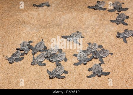 Les petites tortues caouanne, Caretta caretta, déménagement du nid de mer la nuit, Banga Nek, Kwazulu Natal, Afrique du Sud Banque D'Images