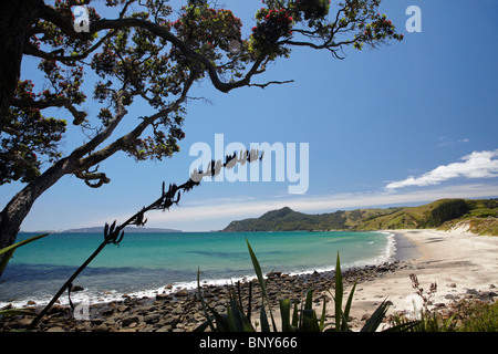 Plage de Kuaotunu et Lin, Ouest, péninsule de Coromandel, île du Nord, Nouvelle-Zélande Banque D'Images