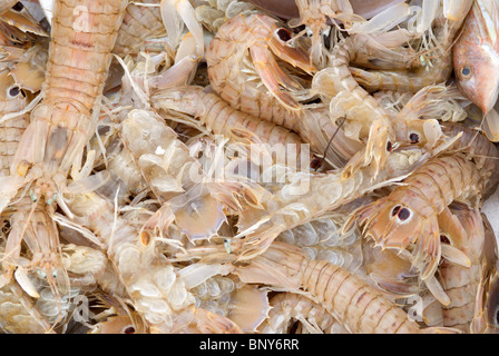 Mélange de poissons, principalement squilla mantis (crevettes) Banque D'Images