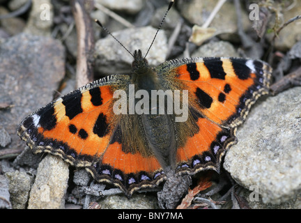 Une petite écaille (Nymphalis urticae) butterfly reposant sur le sol Banque D'Images