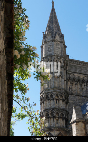 Roses suspendues sur mur de pierre de la cathédrale de Lincoln Banque D'Images