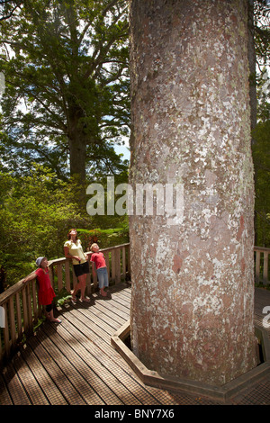 Visite de la famille, Arbre Kauri géants Kauri Waiau, Grove Road 309, péninsule de Coromandel, île du Nord, Nouvelle-Zélande Banque D'Images