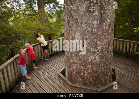 Visite de la famille, Arbre Kauri géants Kauri Waiau, Grove Road 309, péninsule de Coromandel, île du Nord, Nouvelle-Zélande Banque D'Images