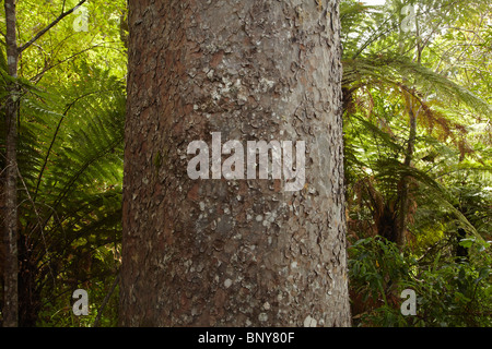 Arbre Kauri Kauri Waiau, Grove Road, 309, péninsule de Coromandel, île du Nord, Nouvelle-Zélande Banque D'Images