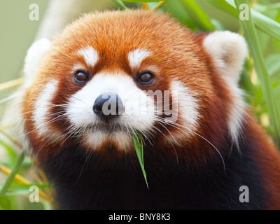 Le panda rouge, Firefox ou moins (le nom taxonomique : Panda Ailurus fulgens, «lumineux cat') Banque D'Images