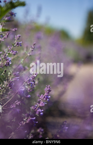 La lavande en fleur dans l'été Banque D'Images