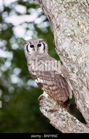 Géant de verreaux (aigle) d'Amérique, Bubo lacteus, Kruger National Park, Afrique du Sud Banque D'Images