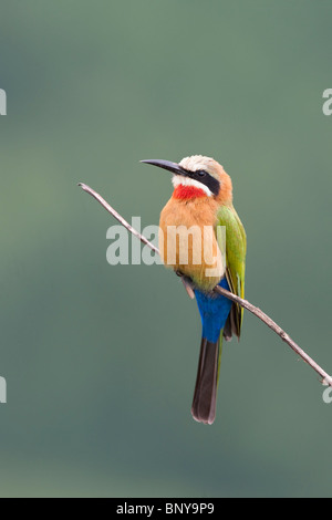 Beeeater rieuses, Merops bullockoides, Mlilwane nature reserve, au Swaziland Banque D'Images